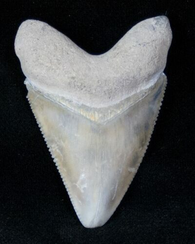 Hubble Megalodon Tooth - Gainesville, FL #12723